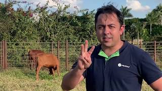 Miniatura do vídeo