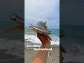 BABY HAMMERHEAD “YUH” #shortsyoutube #funnyshorts