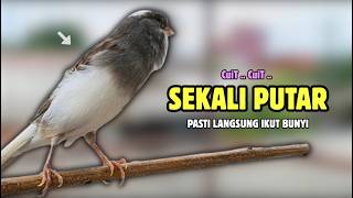 Download lagu SEKALI PUTAR !!! Suara PANCINGAN Kenari PAUD Belajar Bunyi Ngeriwik || Masteran Kenari Paud #681 mp3