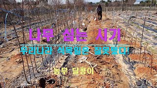우리나라 식목일은 잘못됐다!  나무 심는 바른 시기는 언제? 식목일에 나무를 심으면 안되는 이유!