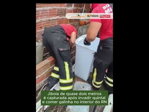 Jiboia de quase dois metros é capturada após invadir quintal e comer galinha no interior do RN