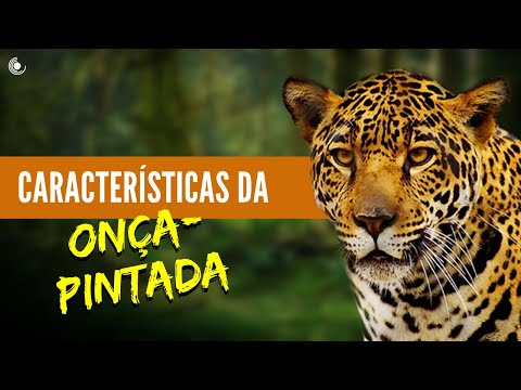 Características da Onça - Pintada | Conheça as características e curiosidades da Pantera Onça