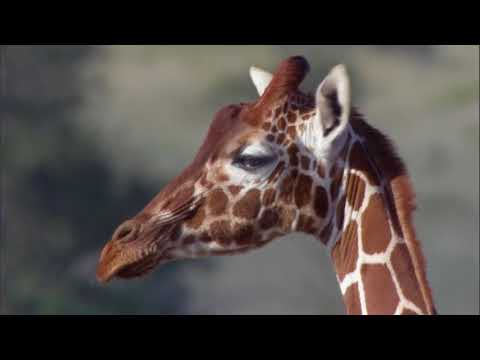 The Tropical Savanna Biome