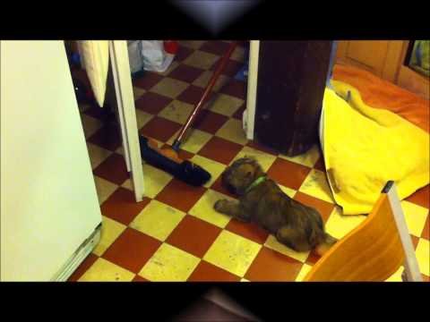 Foxxy contre les forces du mal : le Balai et l'Aspirateur