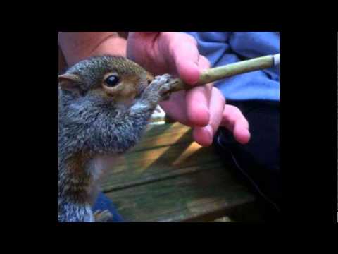 Dreamland / Future Loop Foundation