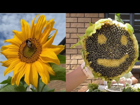 Planting sunflower seeds to Harvesting #sunflower #planting #Sun