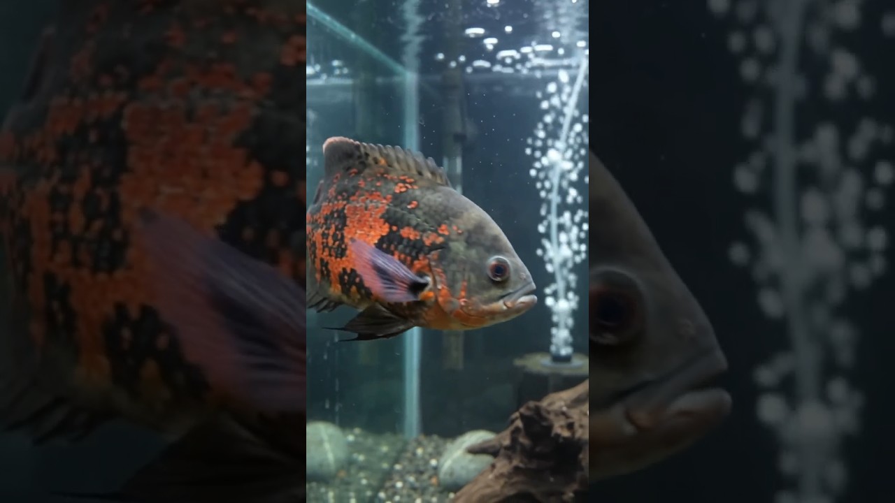 Oscar Fish Tank #oscarfish  #fish