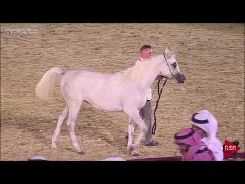 N.48 NOREEN AL WAAB - 2019 Qatar Int. Peninsula show - Fillies 2 years old (Class 2B)