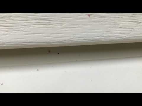 Clover Mites Crawling All  Over Side of House in Mantoloking, NJ