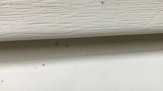 Clover Mites Crawling All  Over Side of House in Mantoloking, NJ