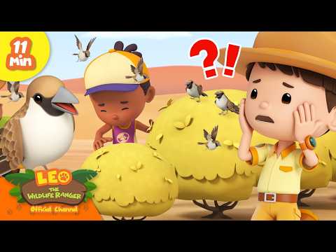 Junior Rangers Help these Sociable Weavers Build their HOME! Full Episode | Leo the Wildlife Ranger - Kingdom Kids Zone, Shows - Leo the Wildlife Ranger - Official Channel
