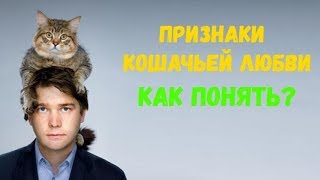 Признаки кошачьей любви: как понять что питомец вас любит - Смешные кошки МатроскинТВ
