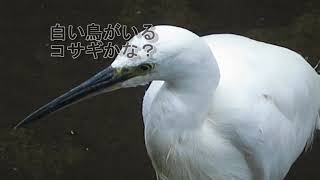 小鷺？