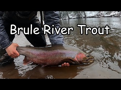 Brule River Steelhead, Spring 2023