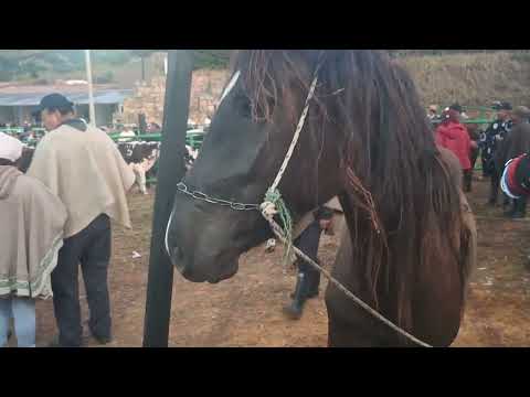 Negocio de caballos y asnos en Ventaquemada Boyacá. 