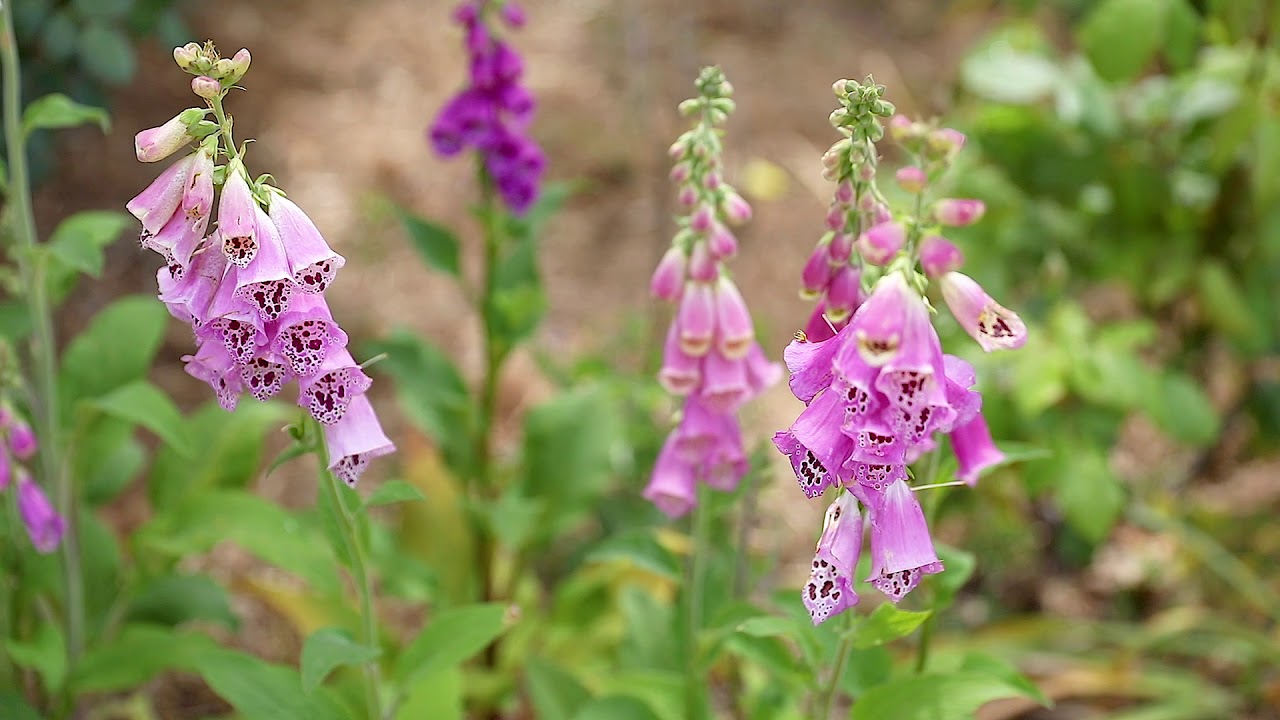 Real Estate For Sale 26 Washington Gardens Leopold , VIC