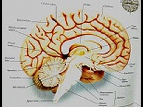 Types Of Parkinsonism