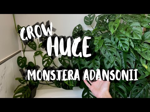 image-Does Swiss cheese Monstera vine?