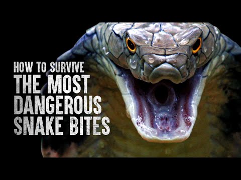 How to Survive the Most Dangerous Snake Bites