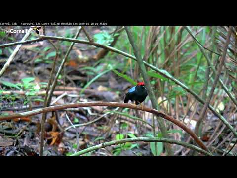 Lance-tailed Manakin Works Hard to Maintain a Pristine Perch | Cornell Lab