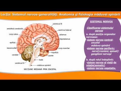 Distonie vegetativ-vasculară: ce este în cuvinte simple?