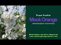 Mock Orange Plant Profile