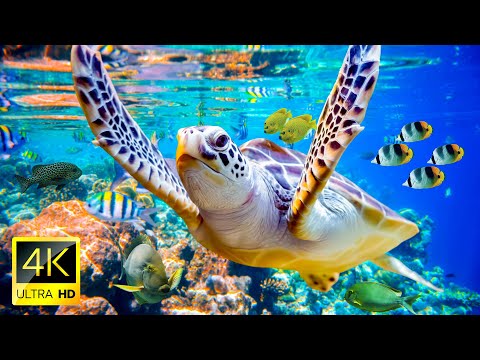 Best 4K Stunning Underwater Wonders of the Red Sea + Relaxing Music -Coral Reefs & Colorful Sea Life