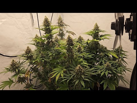 Mexican Rush, Power Plant und Amnesia Haze Update
