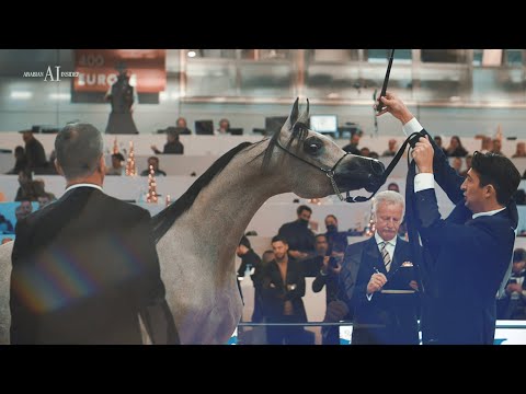 🇫🇷 PARIS ARABIAN HORSE WORLD CHAMPIONSHIP⁣ 2021 - The Aftermovie