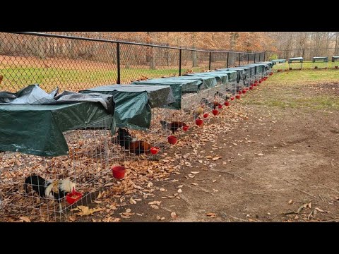 Kelso Yellow leg hatch Asils - RED WHEEL FARM