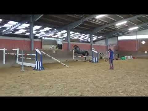 CASABLANCA (Comme Il faut x Cornet Obolensky x Landgraf I) 2018