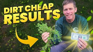 How PROS Kill Tons of Weeds in the Lawn for Under $1