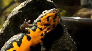 Cynops orientalis (HD movie 14) - " Face to Face 5 " - The Travelers.