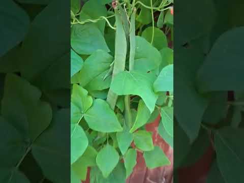 Garden 2025 #Roses #runnerbeans #Pumpkin #londonlife #abelia #salvia