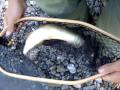 Fly Fishing - White Fish - Old Man River, Alberta ...