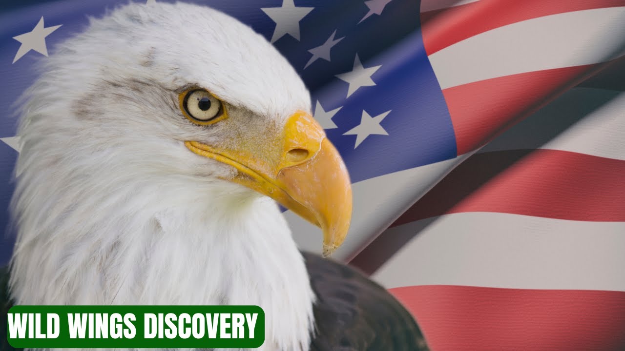 Bald Eagle America's Comeback Predator