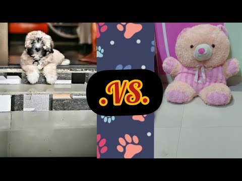 🧸Scooby .VS. Giant Teddy Bear🧸