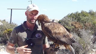 Cable car Benalmadena. Amazing view and birds of prey