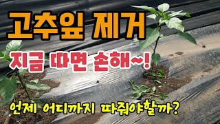 고추농사 고추잎 제거 빨리따면 손해 고추잎은 언제 어디까지 제거해야할까요? 고추잎 제거하는 이유