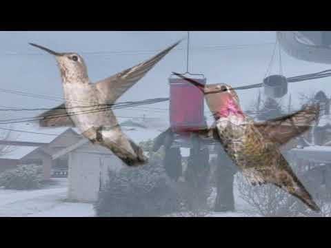Anna's Hummingbirds Crowding Feeder
