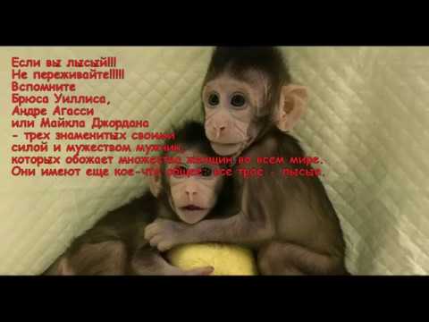 Самцы обезьян тоже лысеют.....