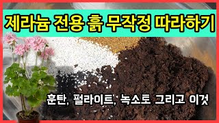 제라늄 봄맞이 분갈이흙은 이렇게 해보세요