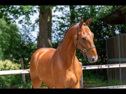 Opium vd Kriekenberg (ELDORADO VD ZESHOEK x WASHINGTON DC) - Video 4 video thumbnail
