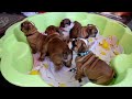 English Bulldog puppy for sale