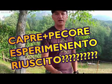 , title : 'CAPRE E PECORE  UTILIZZARE COME RASAERBA NATURALI (esperimento)'