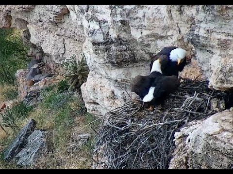 AZGFD Lake Pleasant Eagles ~ Jack's Mating Attempt With Jill On Nest! Jack Moves Sticks! 11.15.19