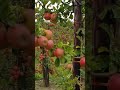 Kashmir Apple Garden 3D Video
