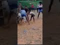 Dai Sevala Thavuda Thaavu Jallikattu Jallikattu Training Comedy Best Bull Best Player