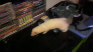 preview picture of video 'My Pet Ferret Pudding Dooking'
