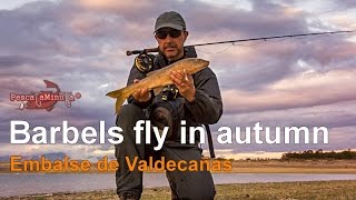 Barbels fly in autumn
